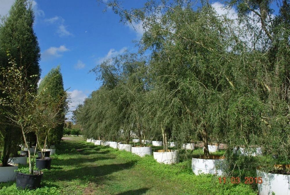 Rows of container trees growing at Angel's Acres Tree Farm