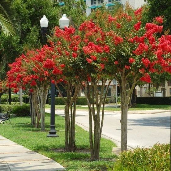 Red crape myrtles planted along an apartment community walkway